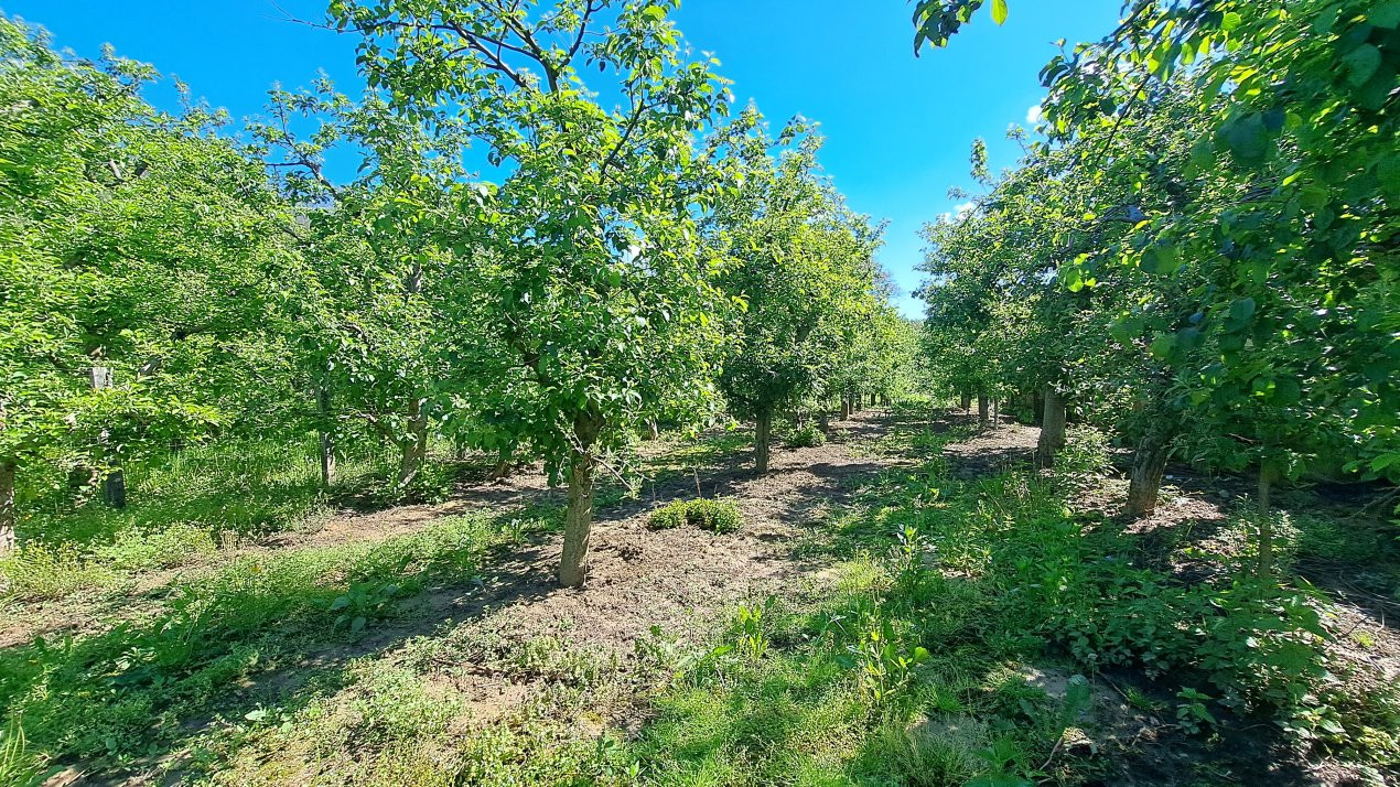 CASA SI LIVADA/ZONA DE DEALURI IMPADURITE/VALEA SCHEII/MANGA/VOINESTI/DAMBOVITA